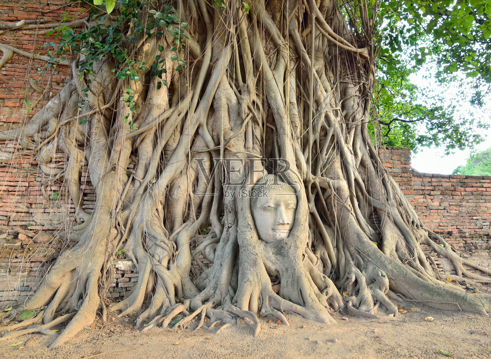 大树长盖佛像照片摄影图片