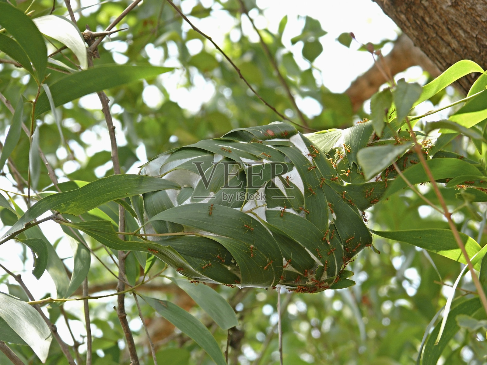 火蚁用树叶做巢照片摄影图片