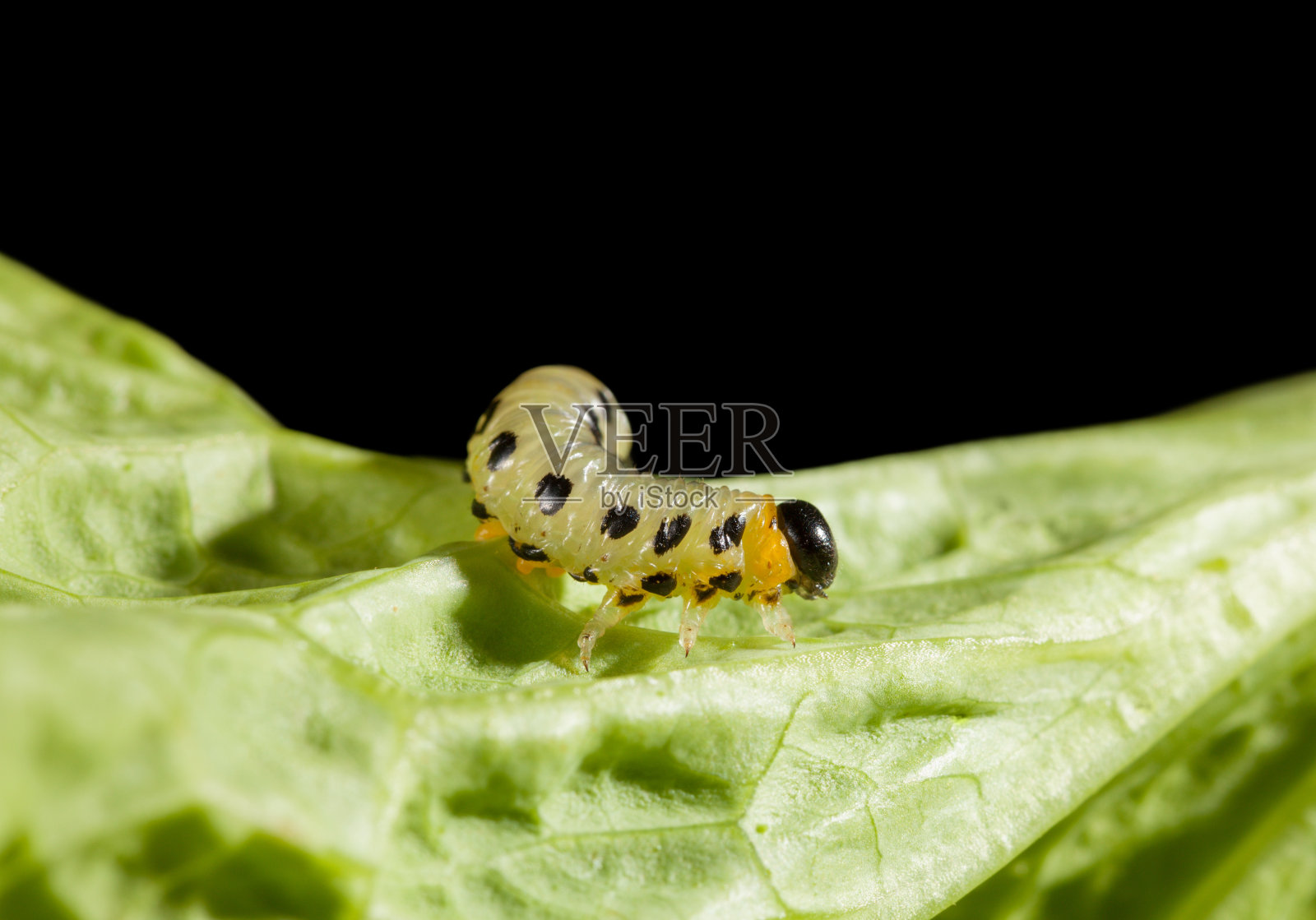 黄色的宠物卡特彼勒照片摄影图片