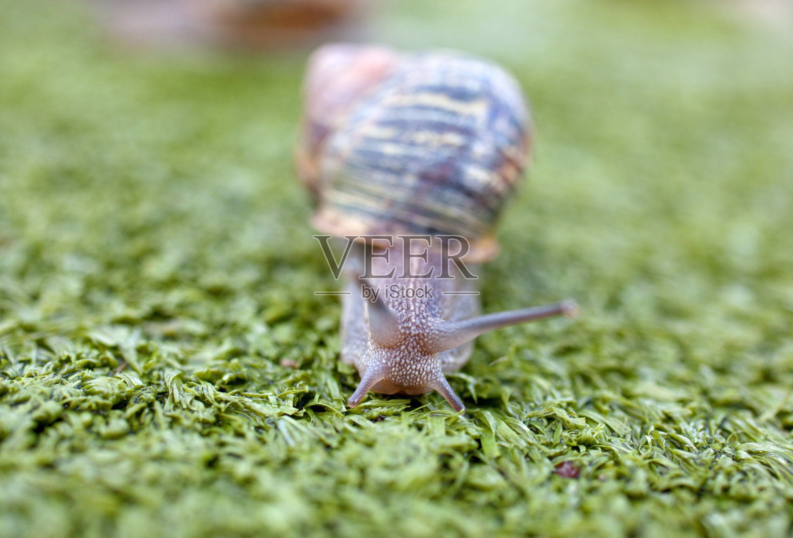 蜗牛照片摄影图片