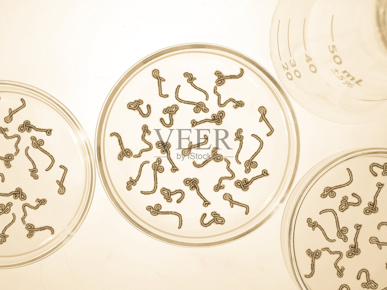 埃博拉病毒照片摄影图片