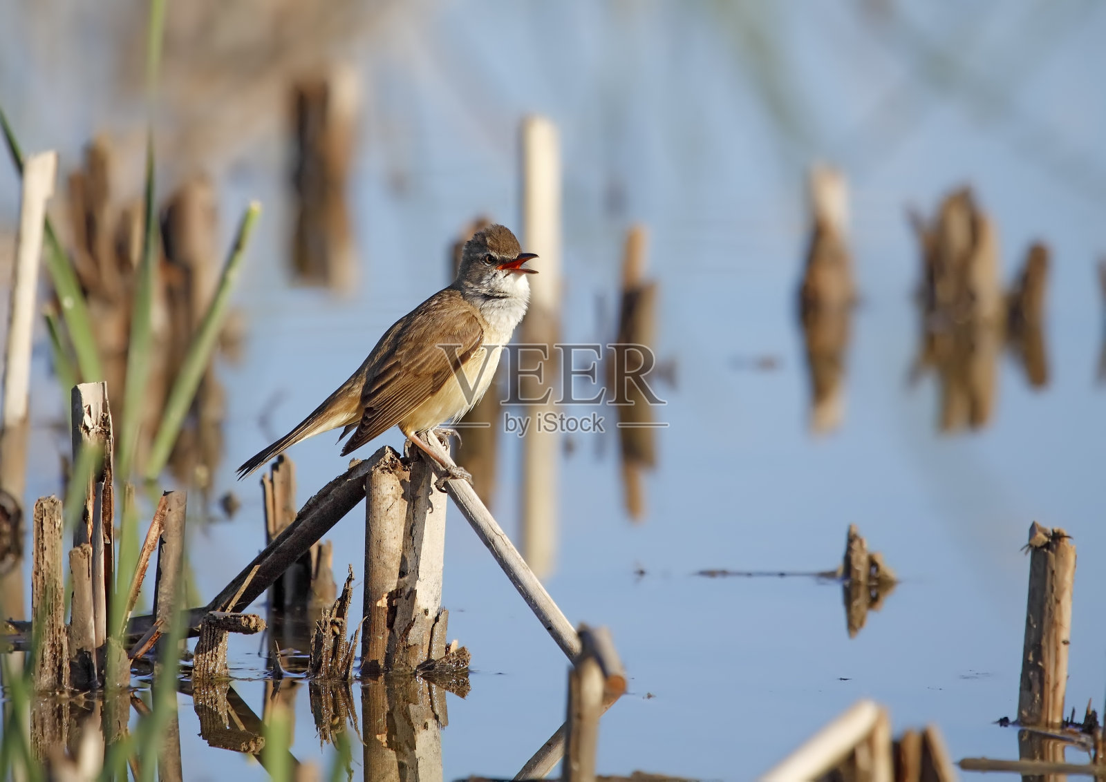 伟大的芦苇莺照片摄影图片