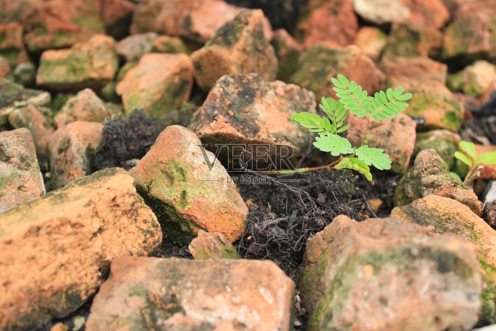 植物在土壤照片摄影图片