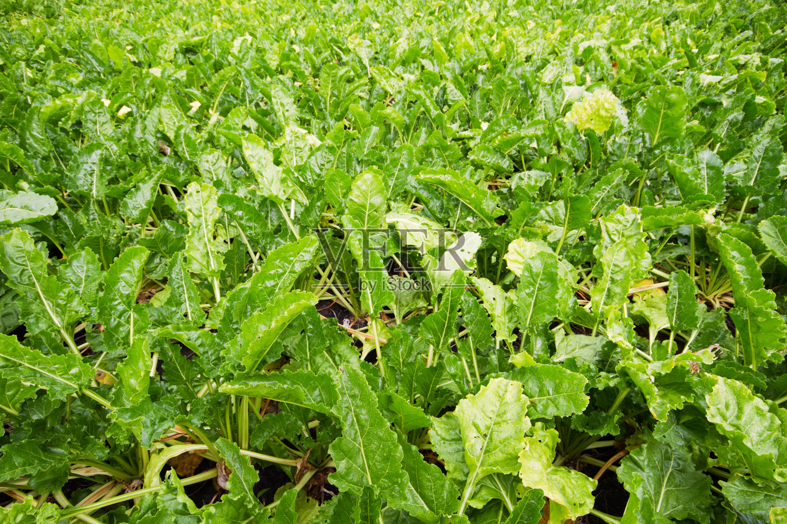 甜菜照片摄影图片