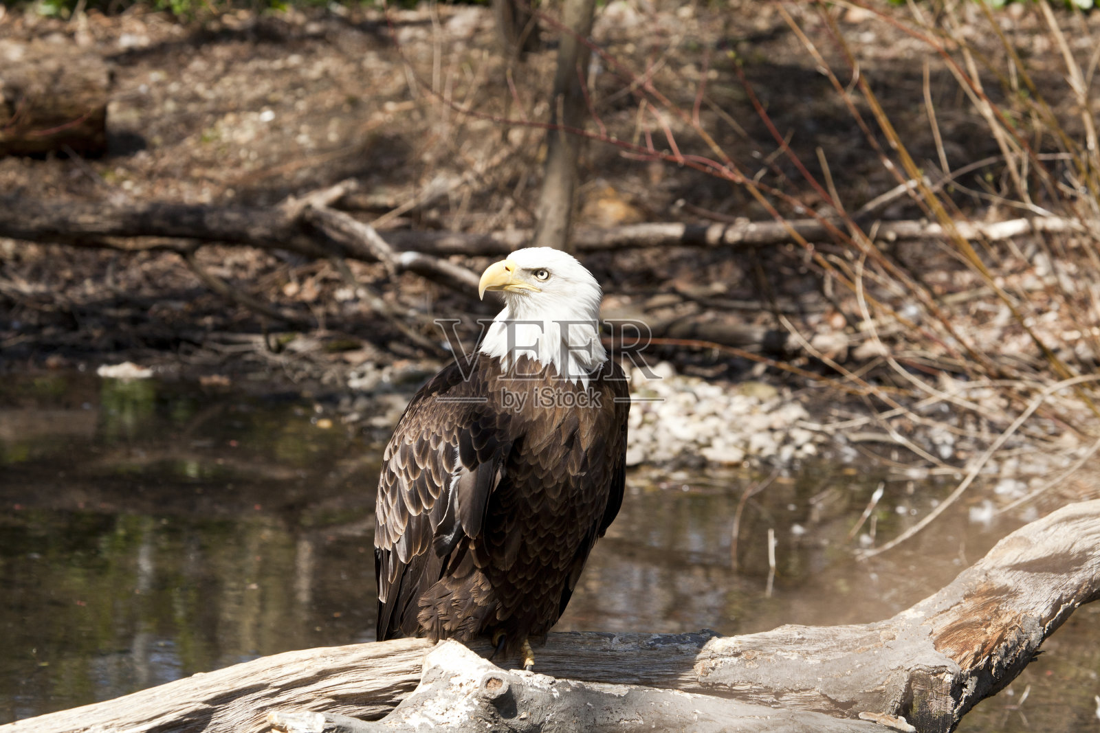 白头海雕照片摄影图片