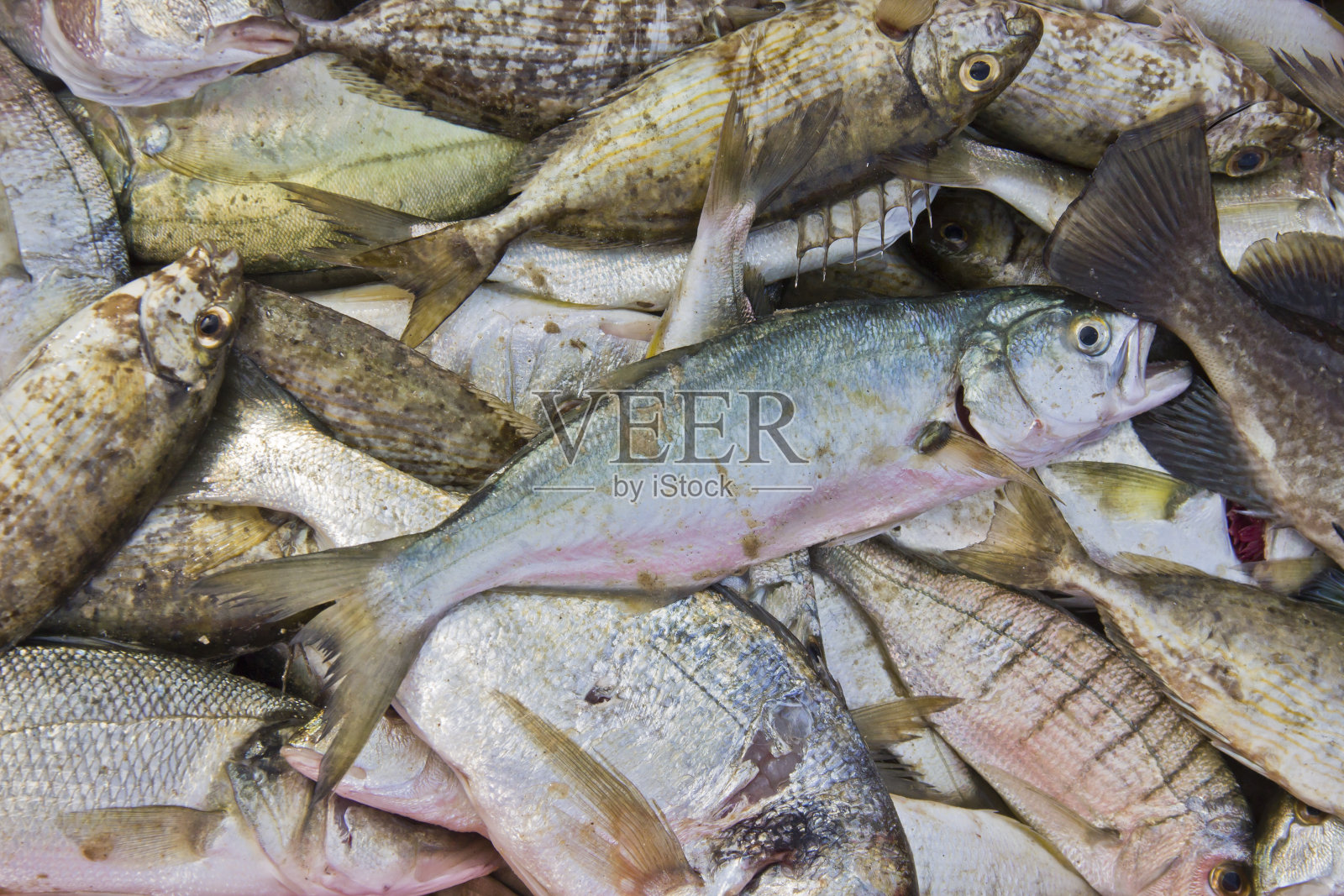 死鱼背景照片摄影图片