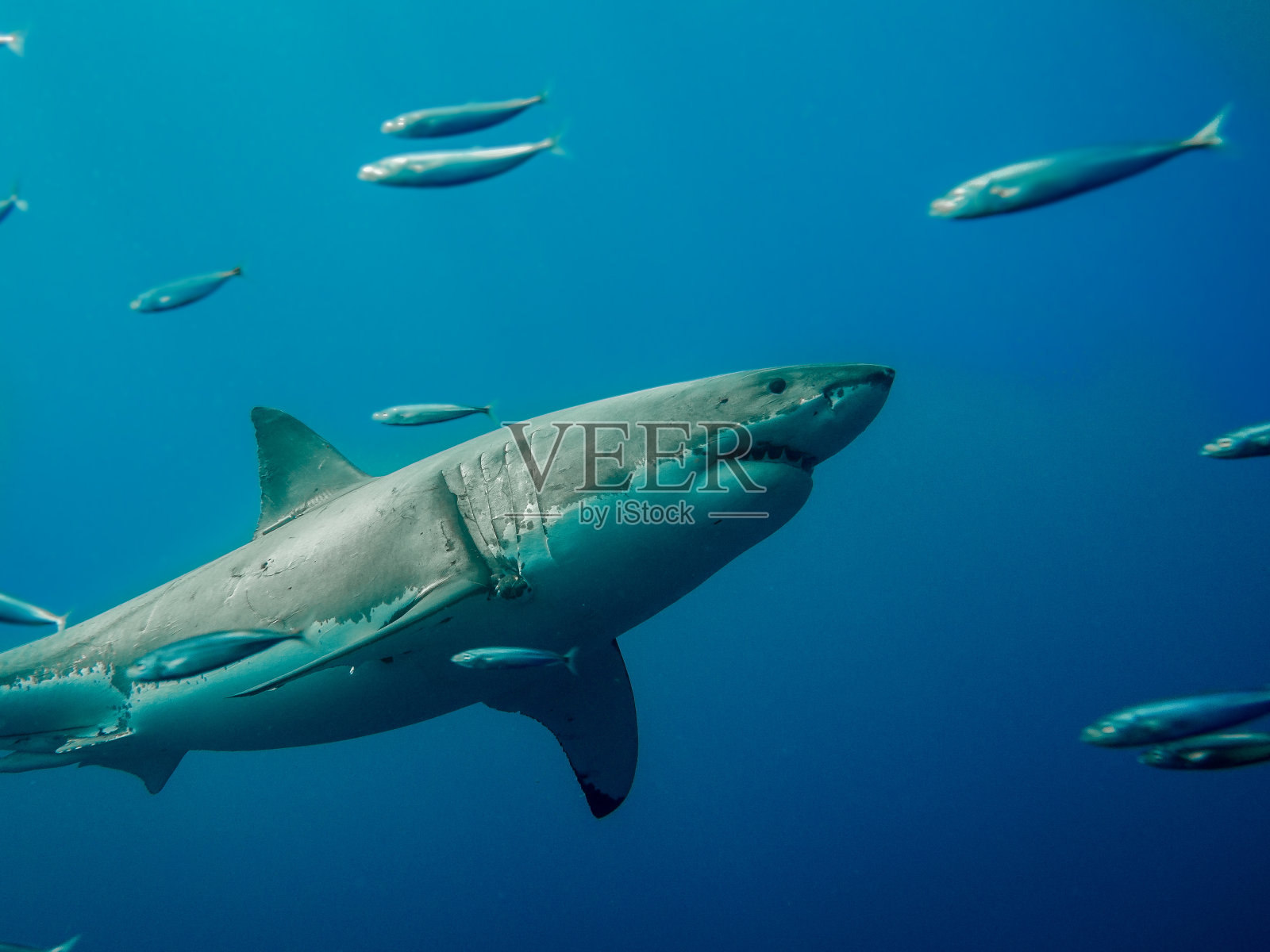 带标签的大白鲨逆潮而行照片摄影图片