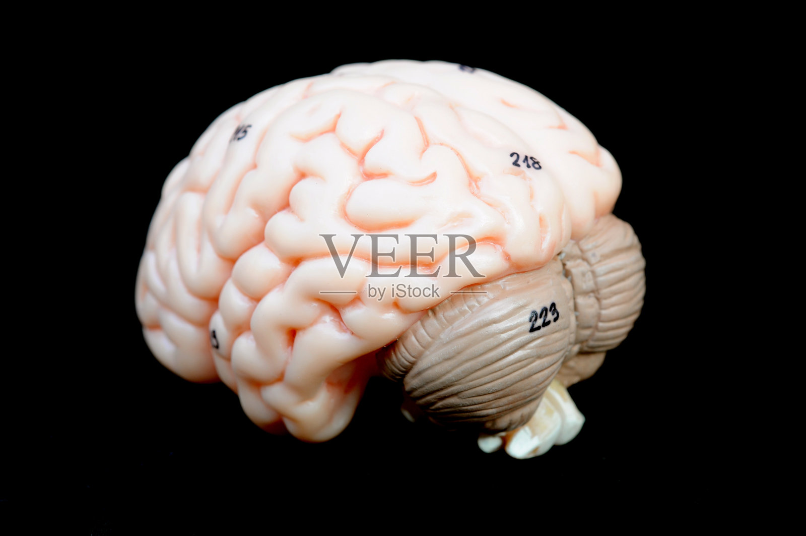 人类的大脑照片摄影图片