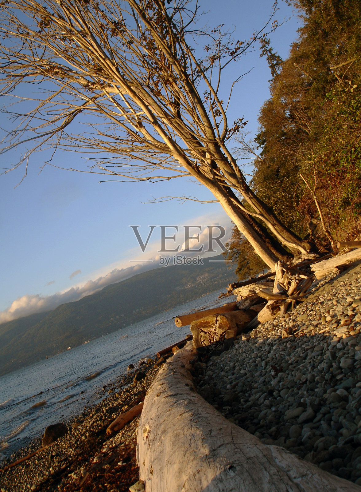 弯曲的原木和干燥的树照片摄影图片