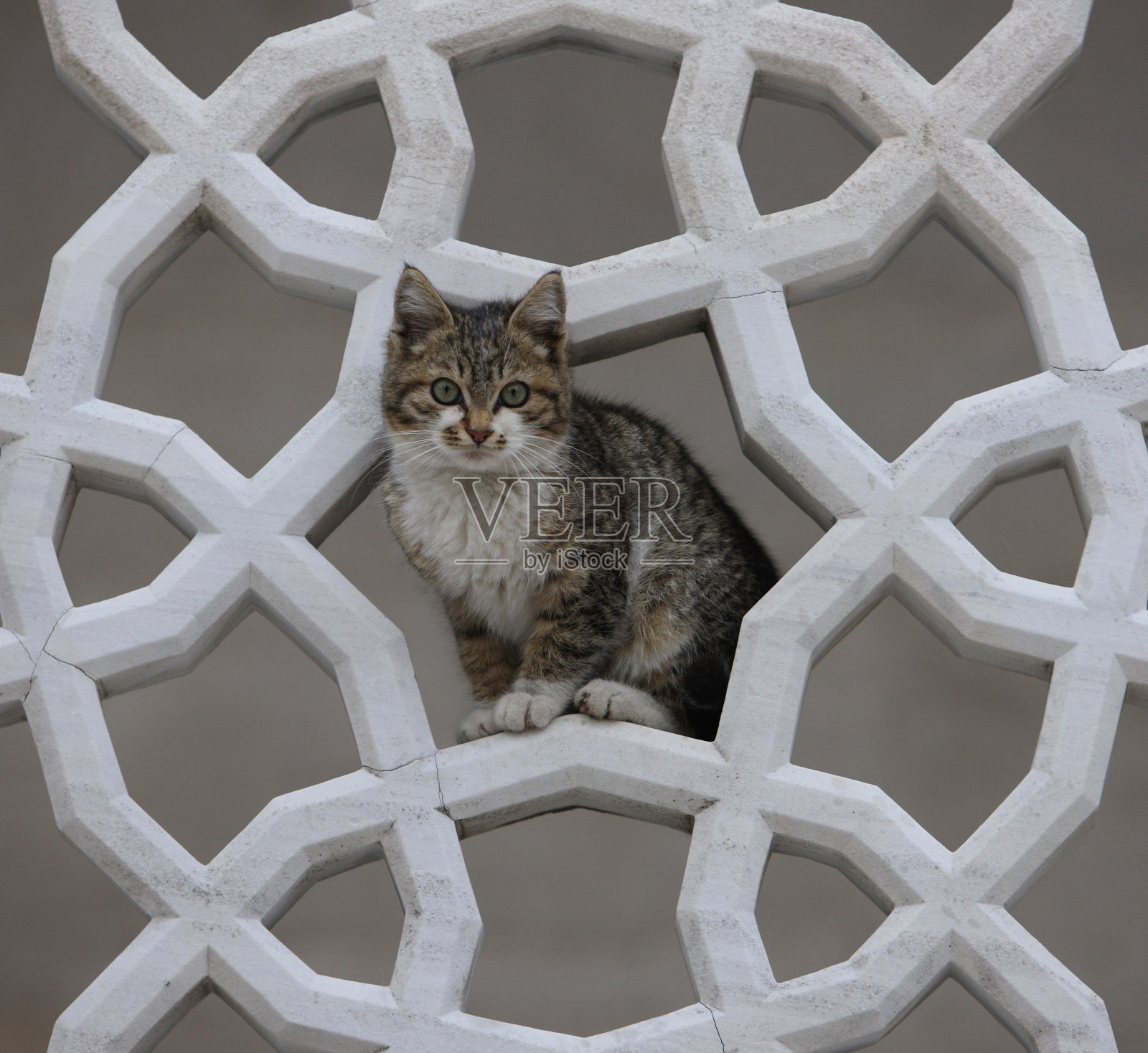 在阿富汗法提赫卡米,被伊斯兰雕刻的猫照片摄影图片