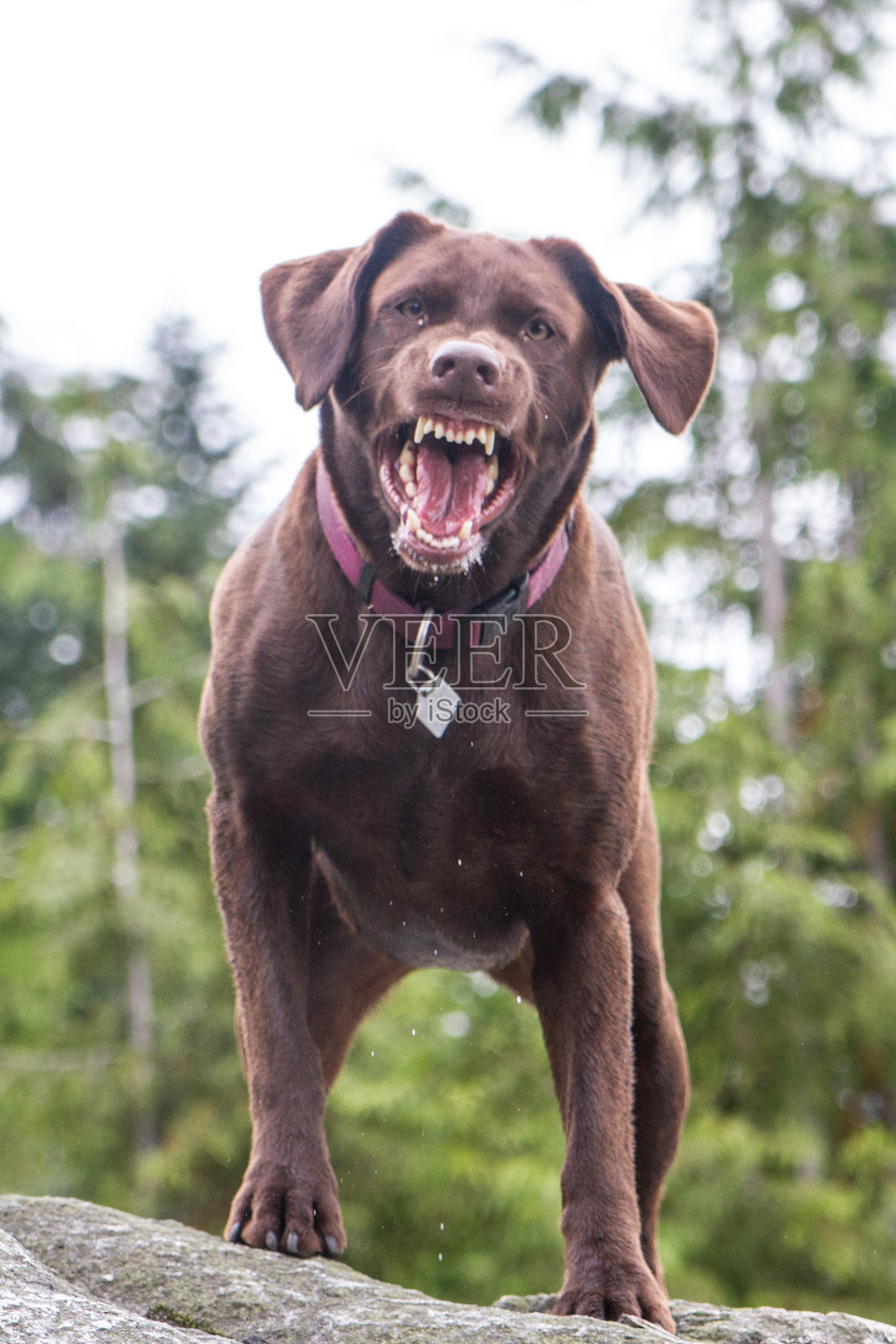 狂吠的狗照片摄影图片