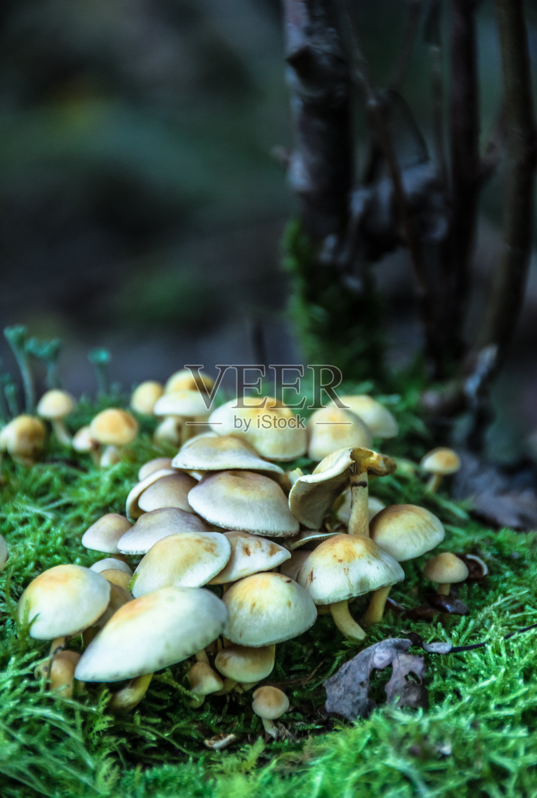 非食用蘑菇照片摄影图片