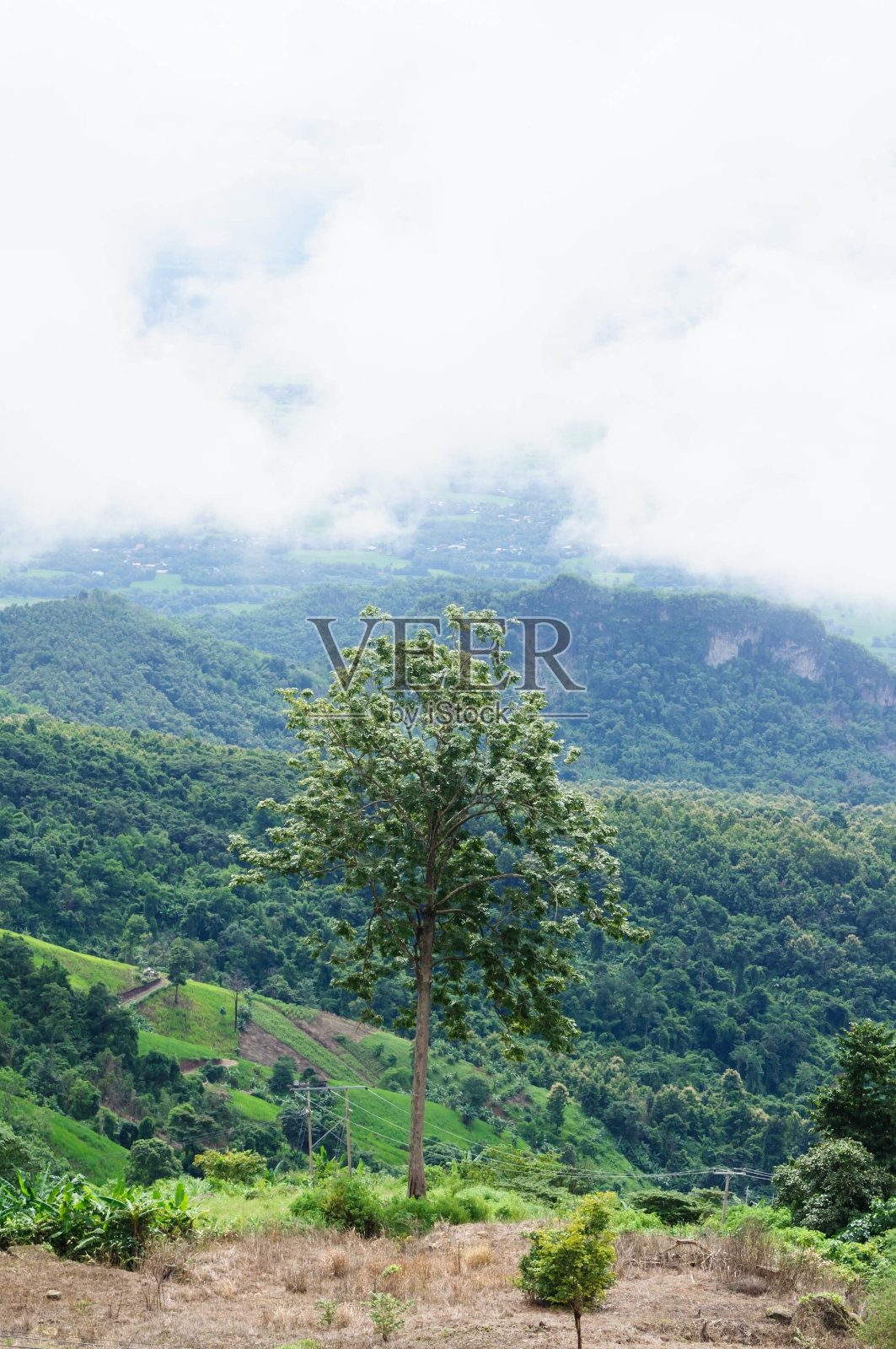 山景上有树和雾照片摄影图片