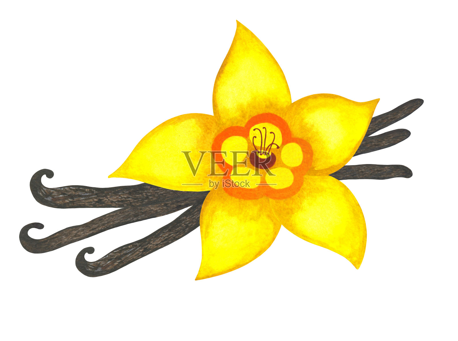 水彩香草花和棍棒孤立插画图片素材