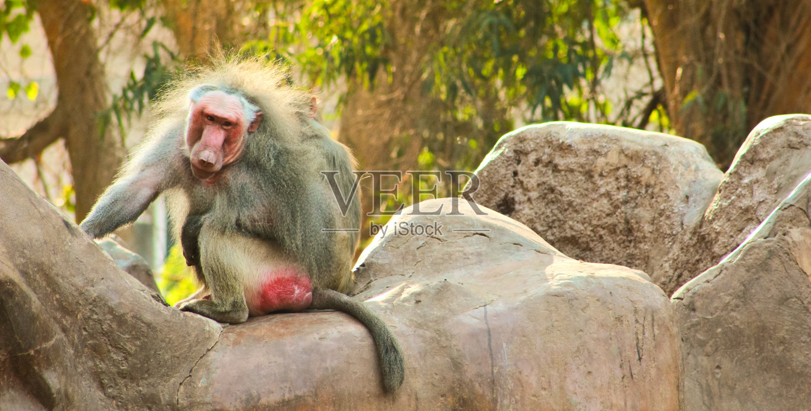 动物园里放松的狒狒猴照片摄影图片