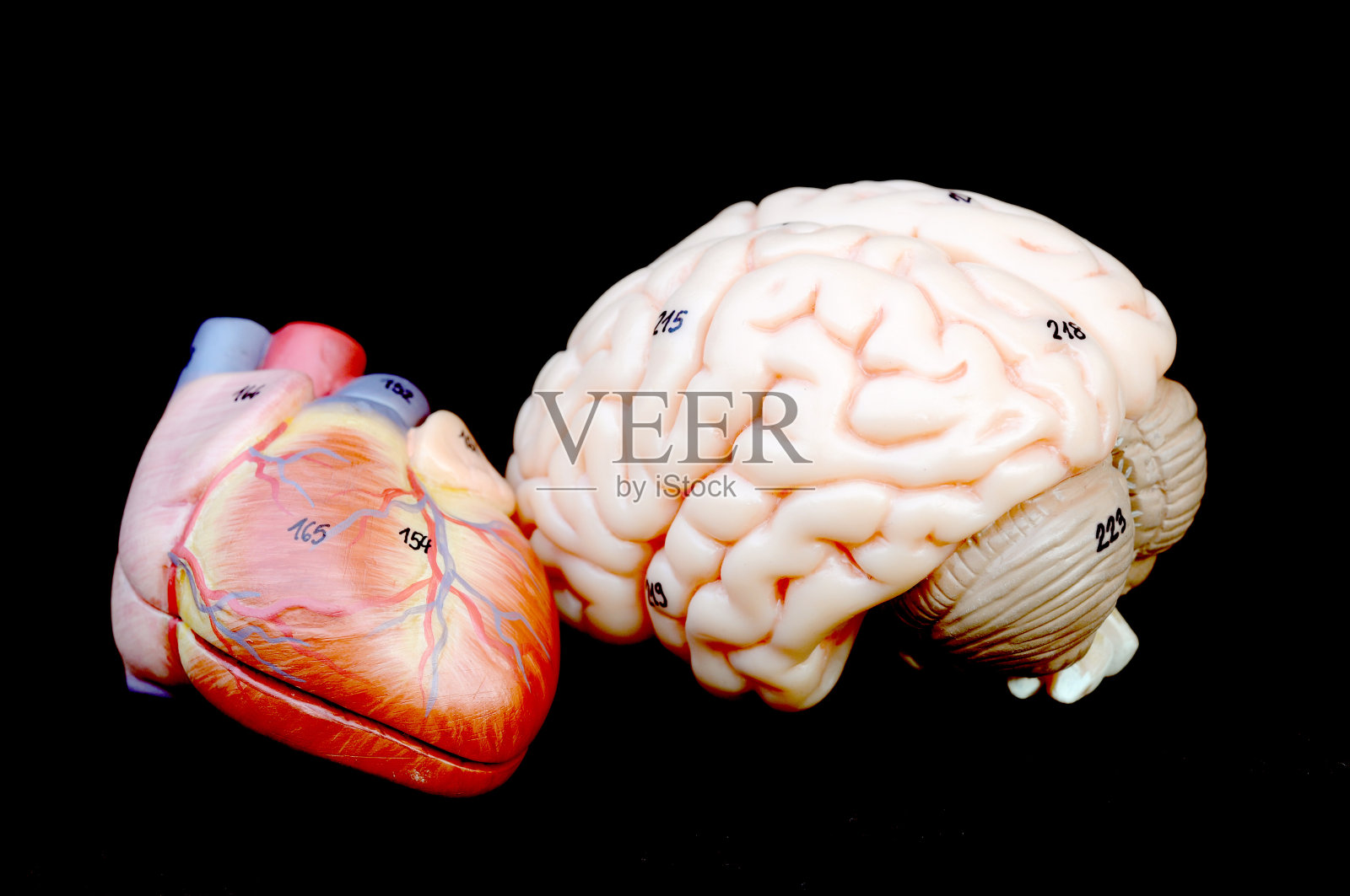 心脏和大脑照片摄影图片