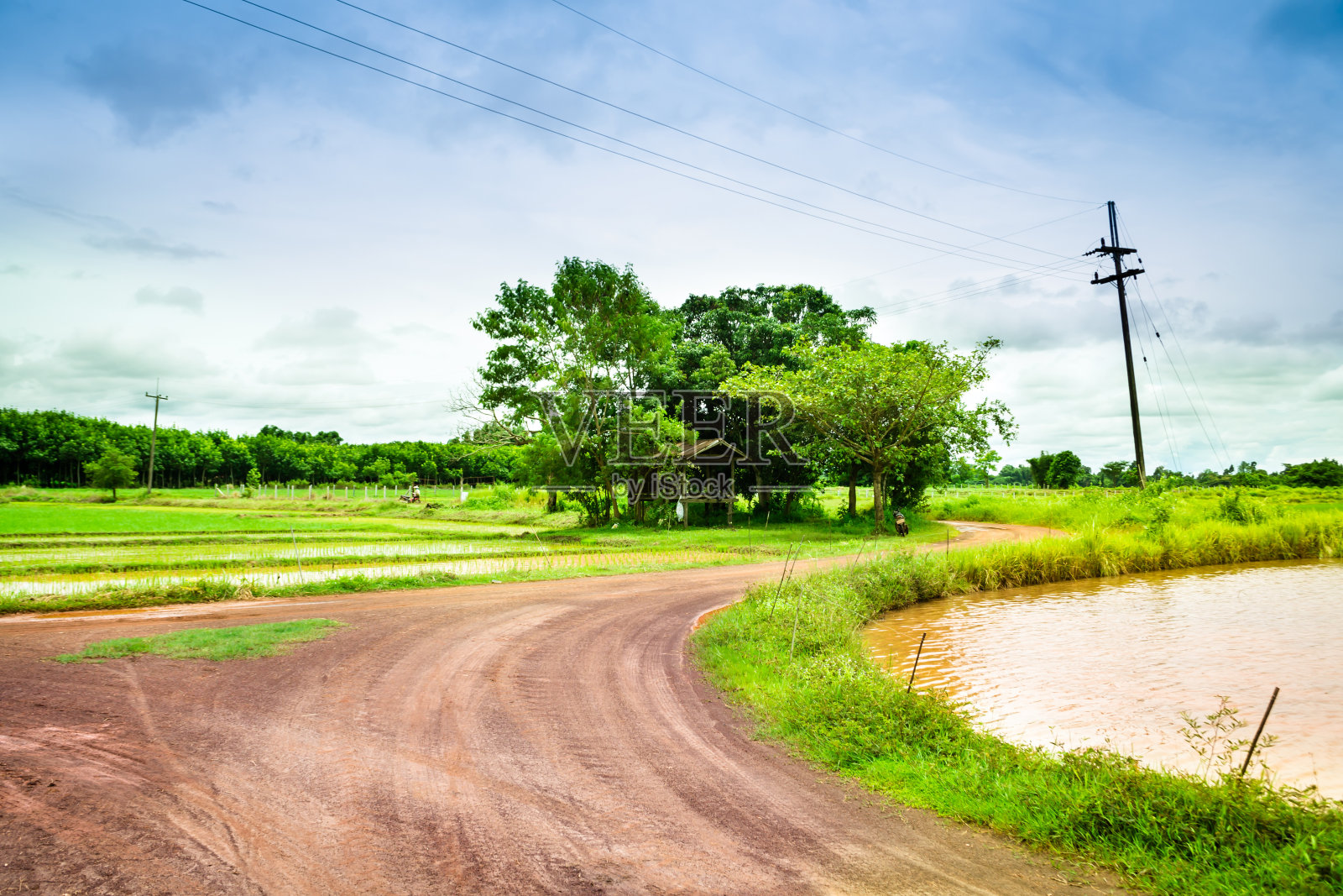 稻田里的道路照片摄影图片