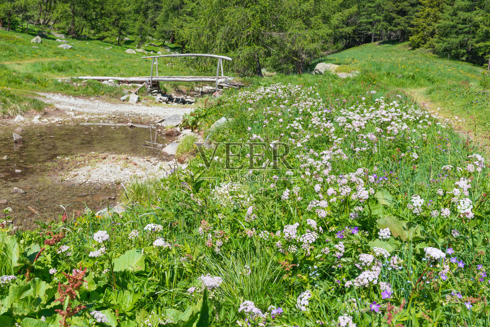 野花草地照片摄影图片