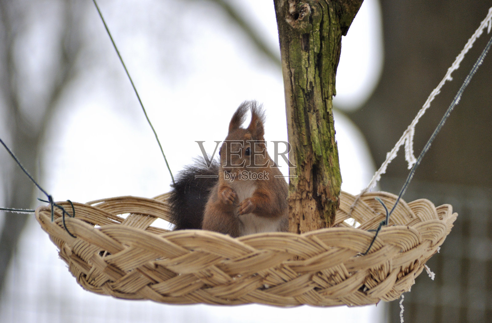 篮子上的松鼠照片摄影图片