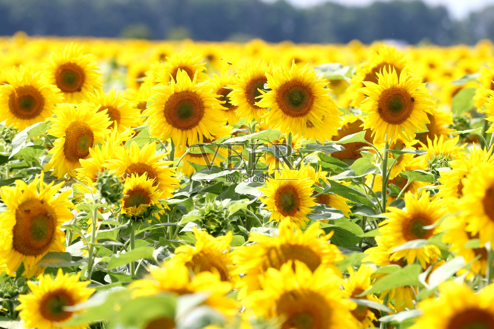 黄色的向日葵田,向日葵油,照片摄影图片