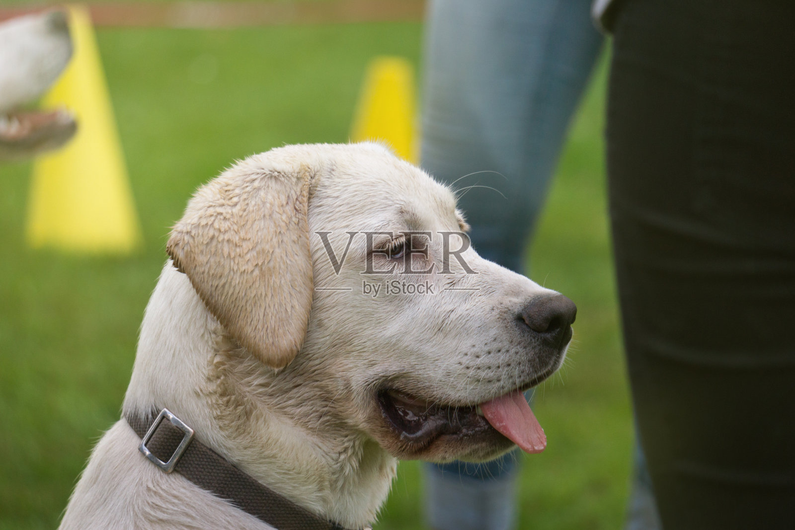 漂亮的拉布拉多犬听突击队在学校教育照片摄影图片
