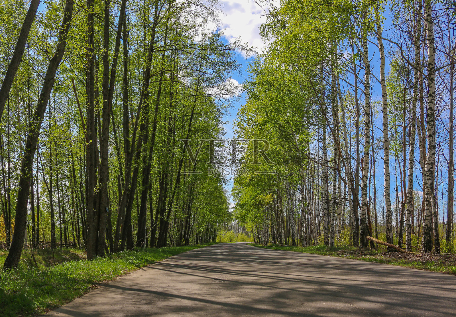 路上有白桦树在嫩绿的树叶在春天阳光明媚的日子里照片摄影图片