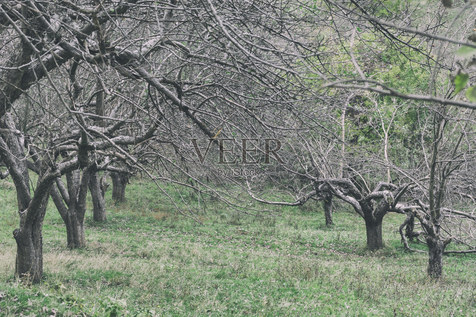 树与树照片摄影图片