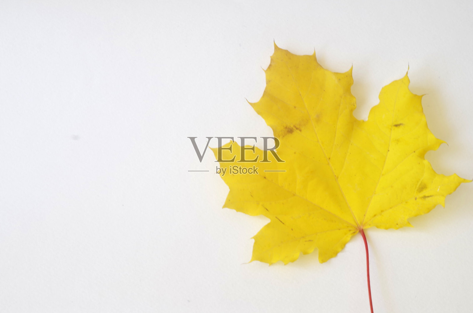 枫叶照片摄影图片