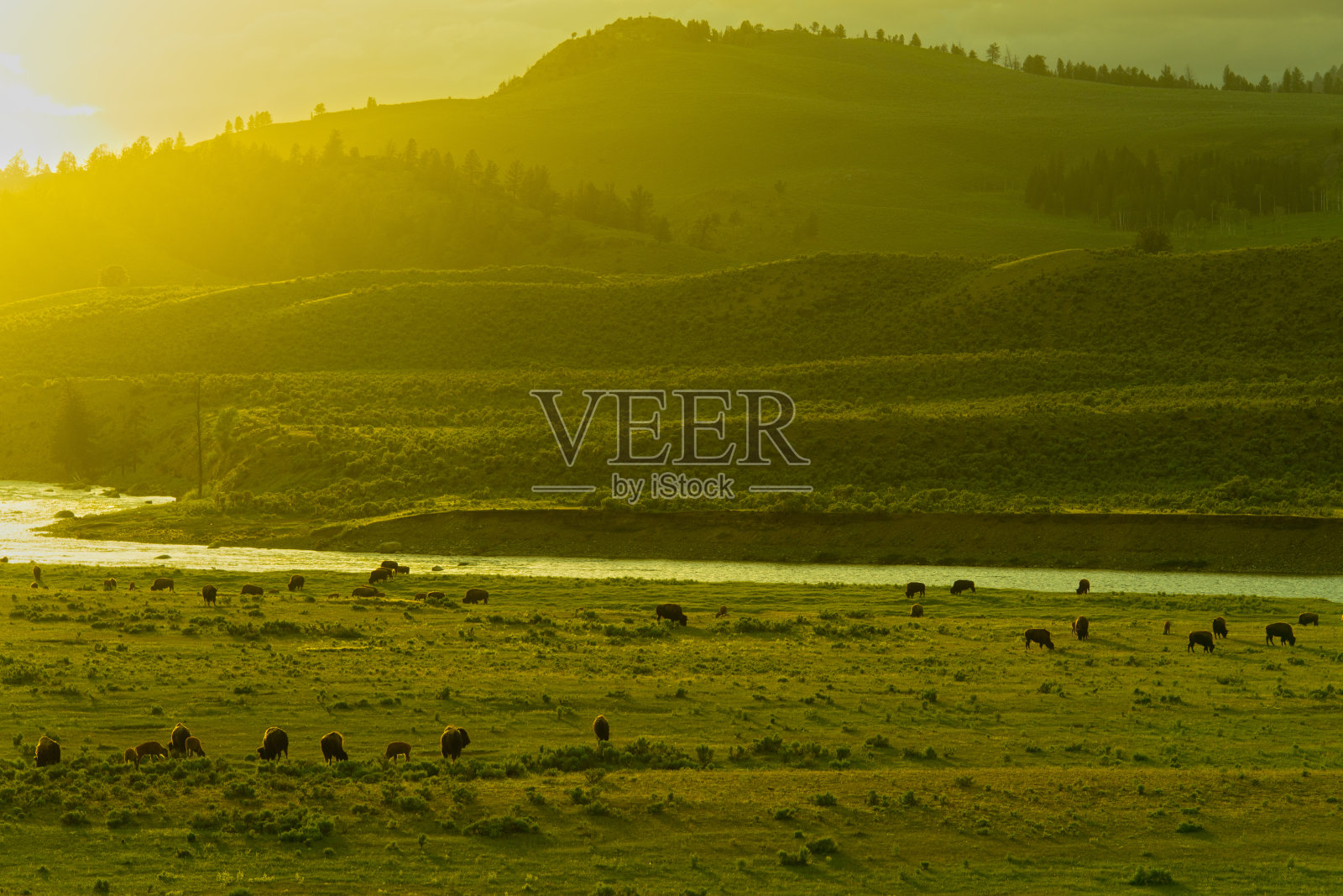 日落时一群野牛在吃草照片摄影图片