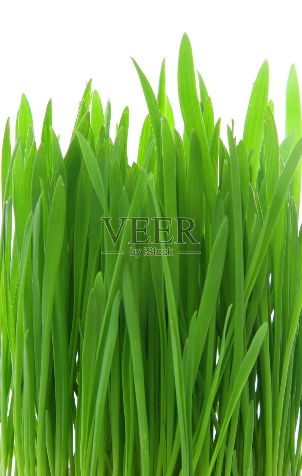 绿草的背景照片摄影图片