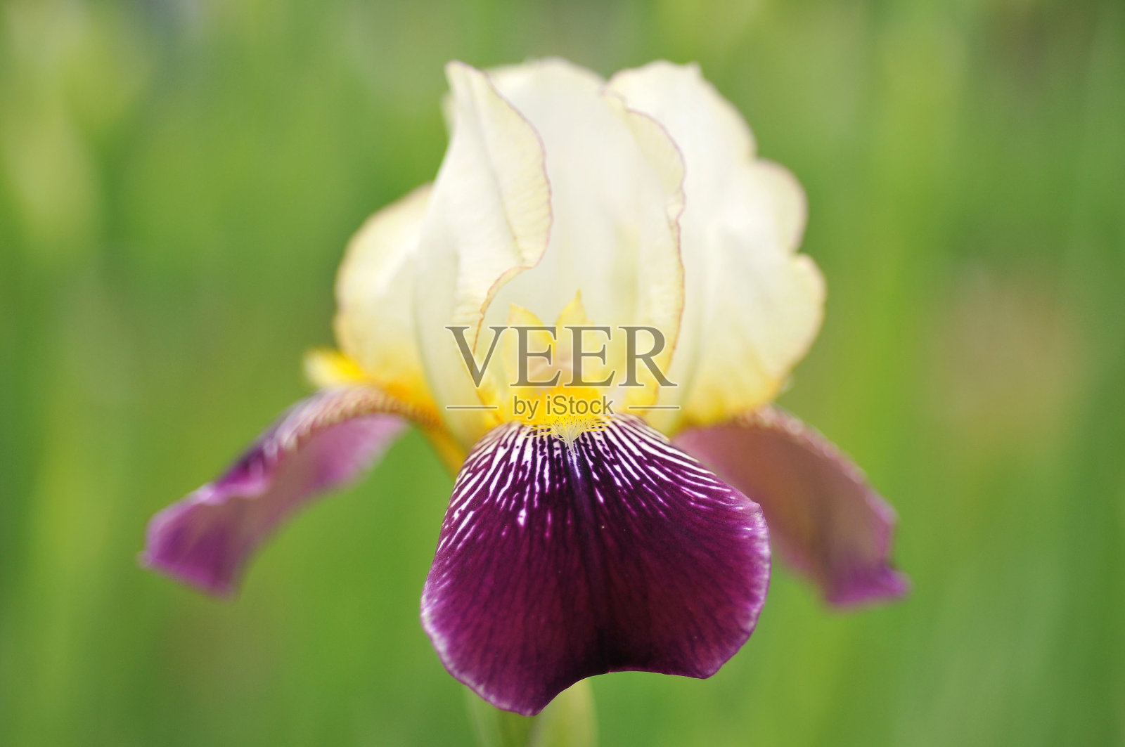 可爱的虹膜照片摄影图片