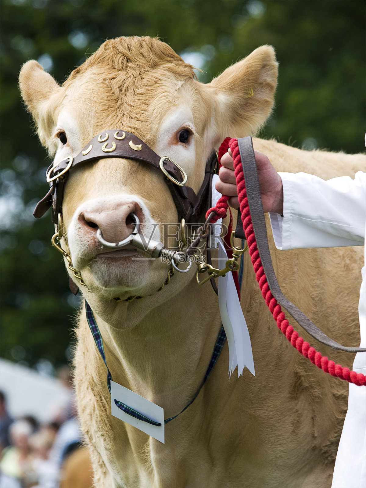 在展览中展示的奶牛照片摄影图片