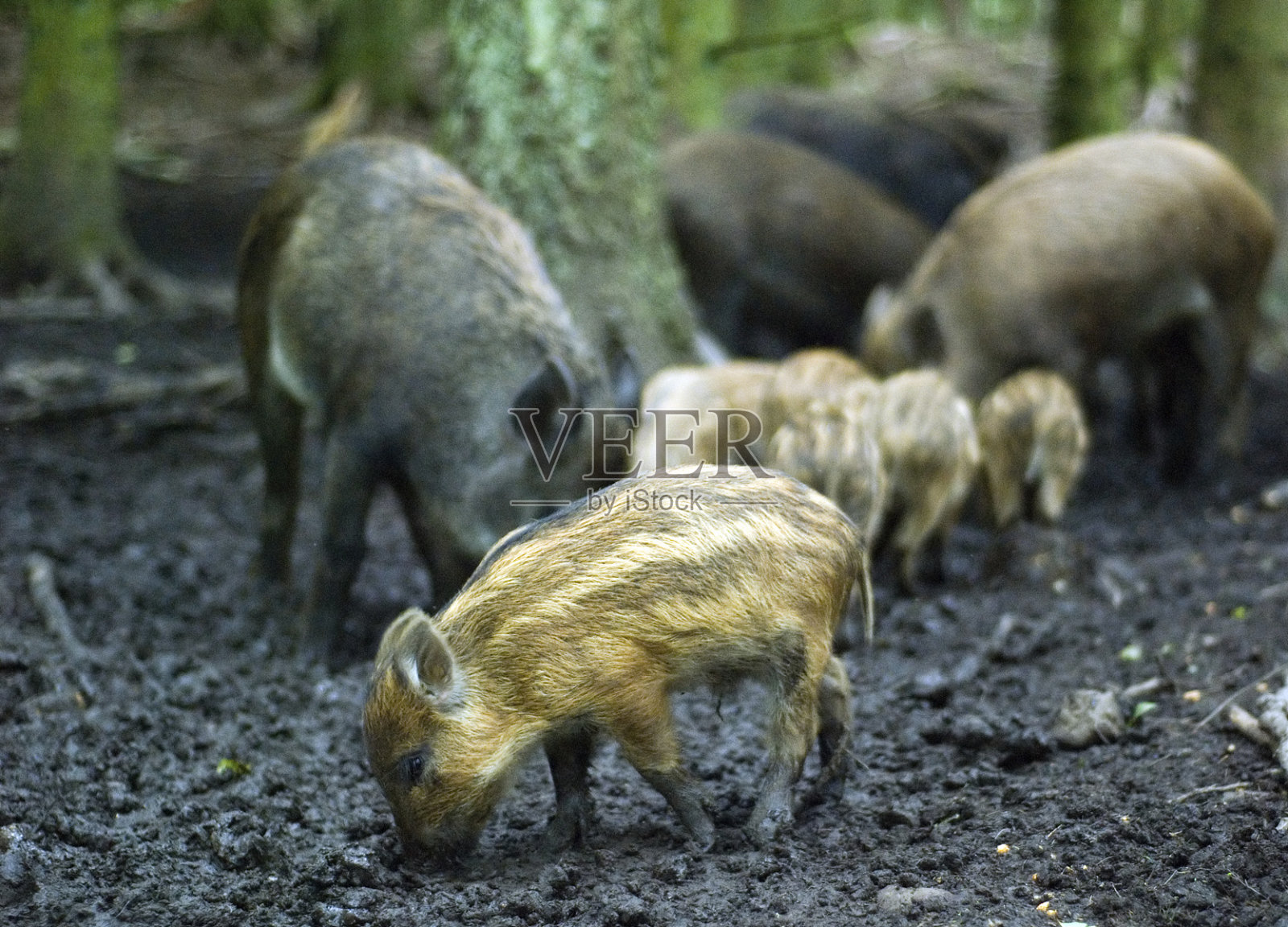 森林里的野猪照片摄影图片