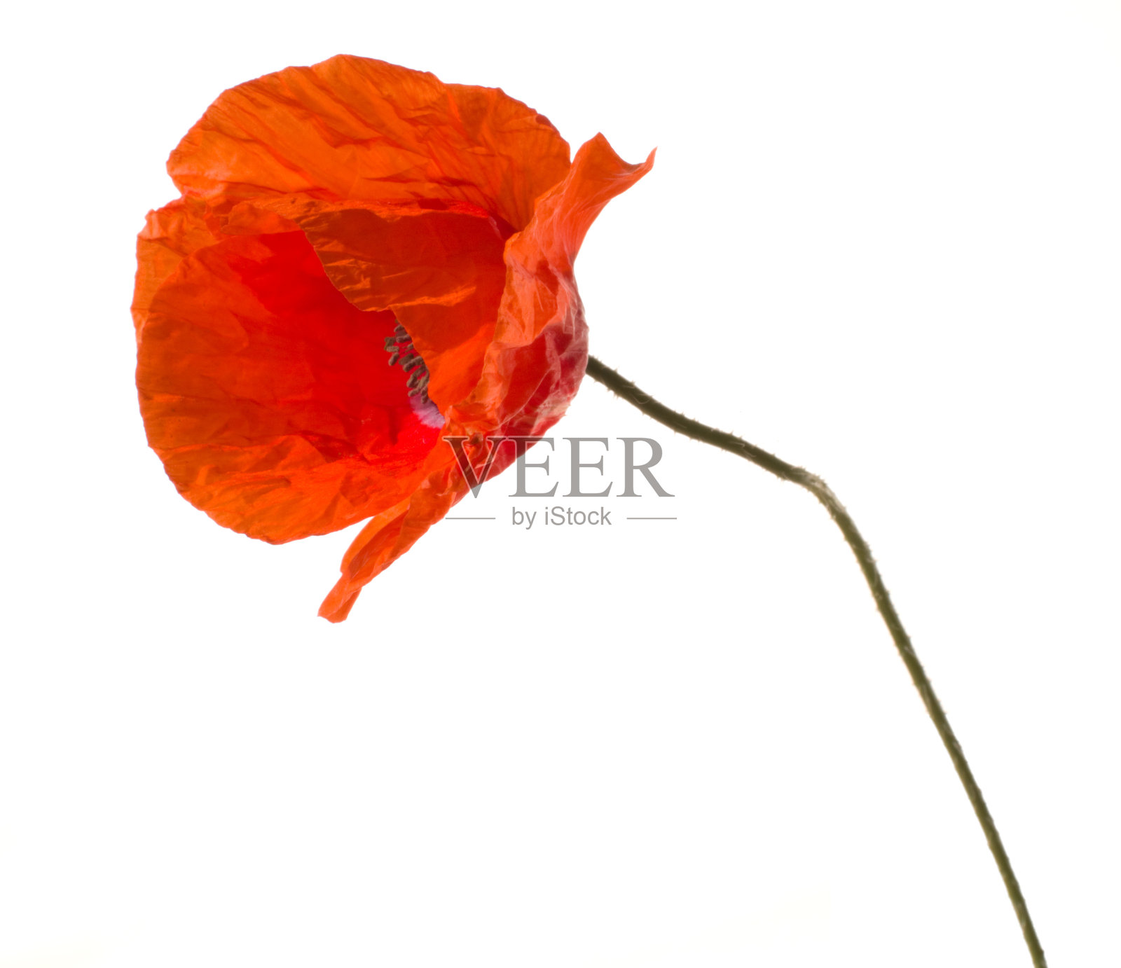 罂粟花。照片摄影图片