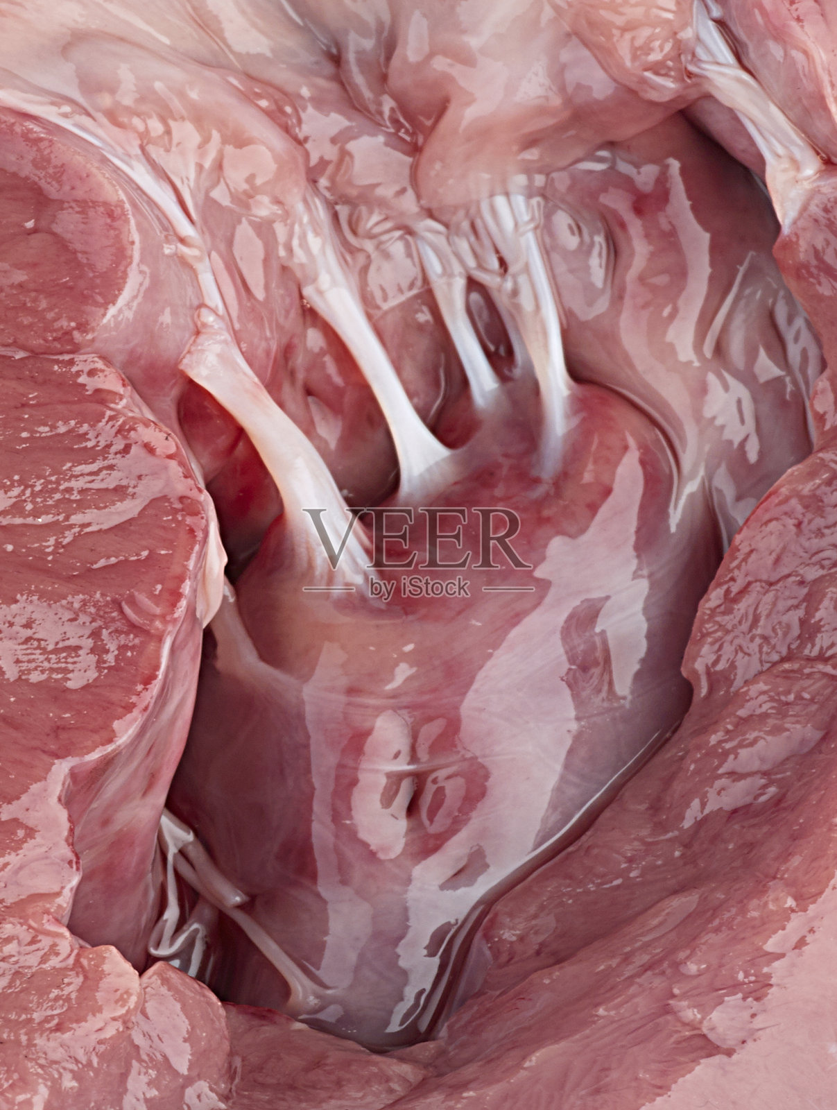 心脏瓣膜照片摄影图片