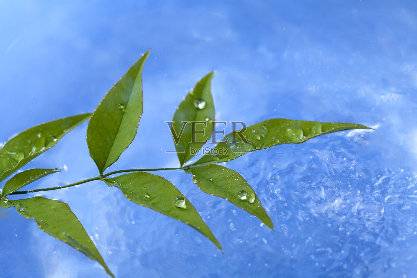 花照片摄影图片