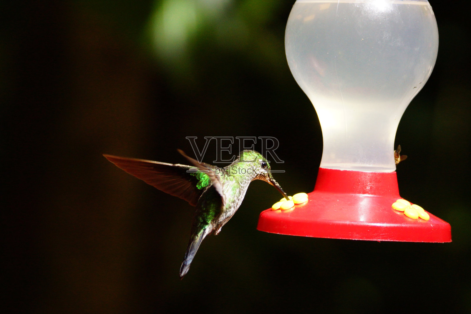 绿冠璀璨蜂鸟照片摄影图片