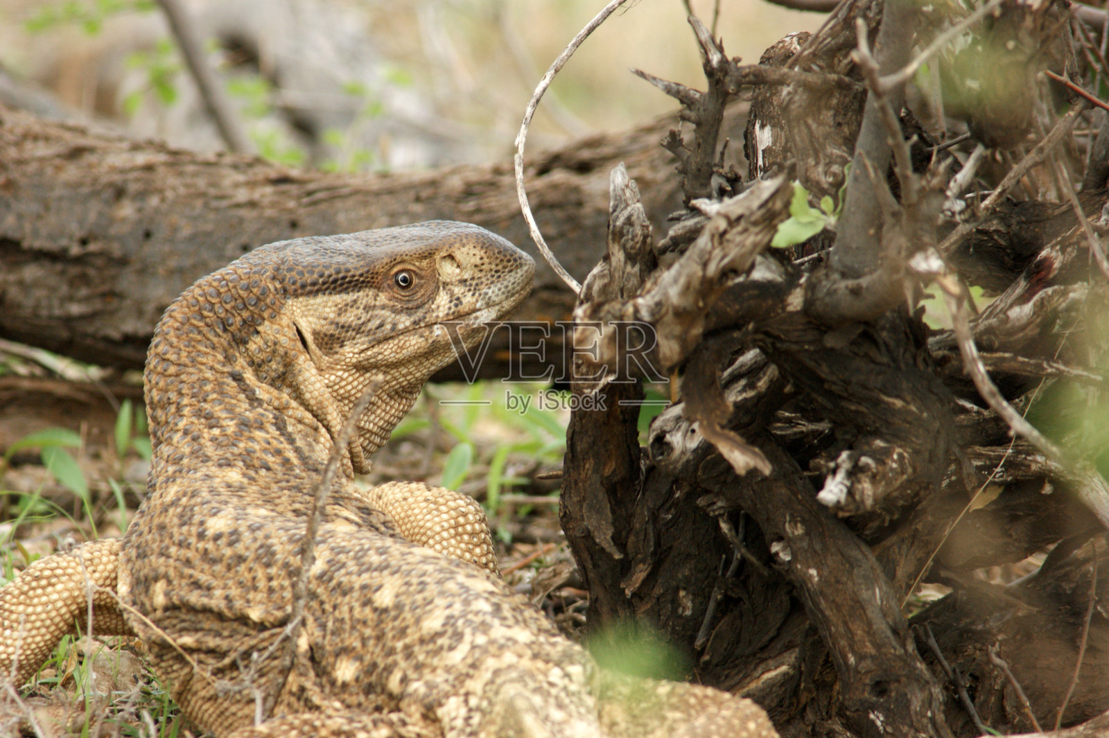 草原监测照片摄影图片