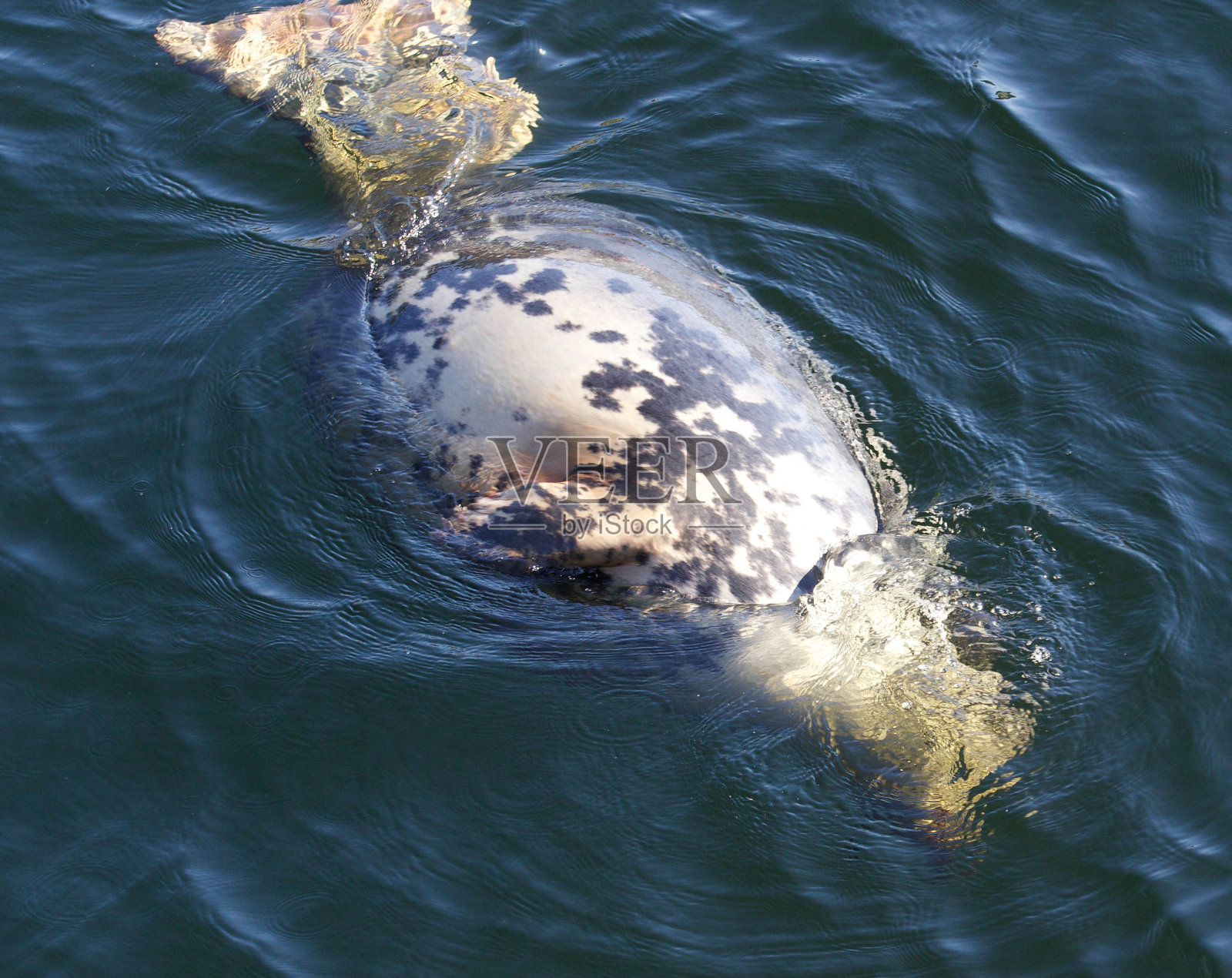 大西洋灰海豹照片摄影图片