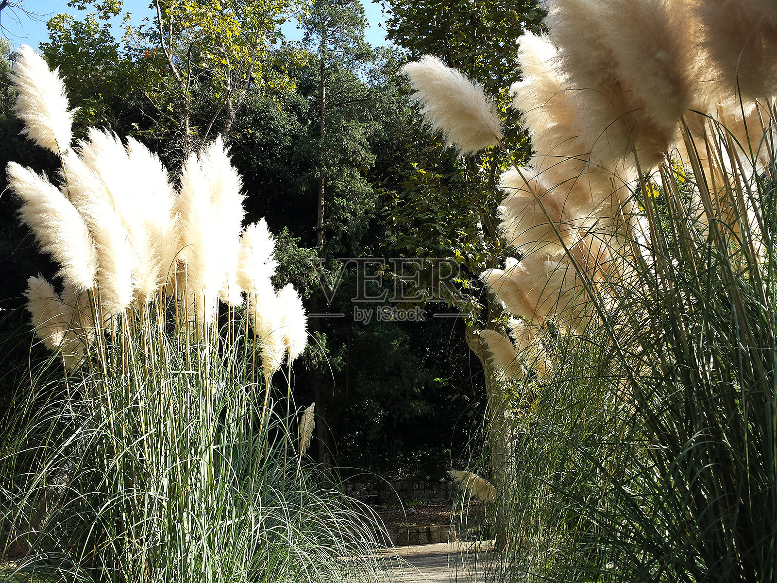 芒草sinensis植物照片摄影图片