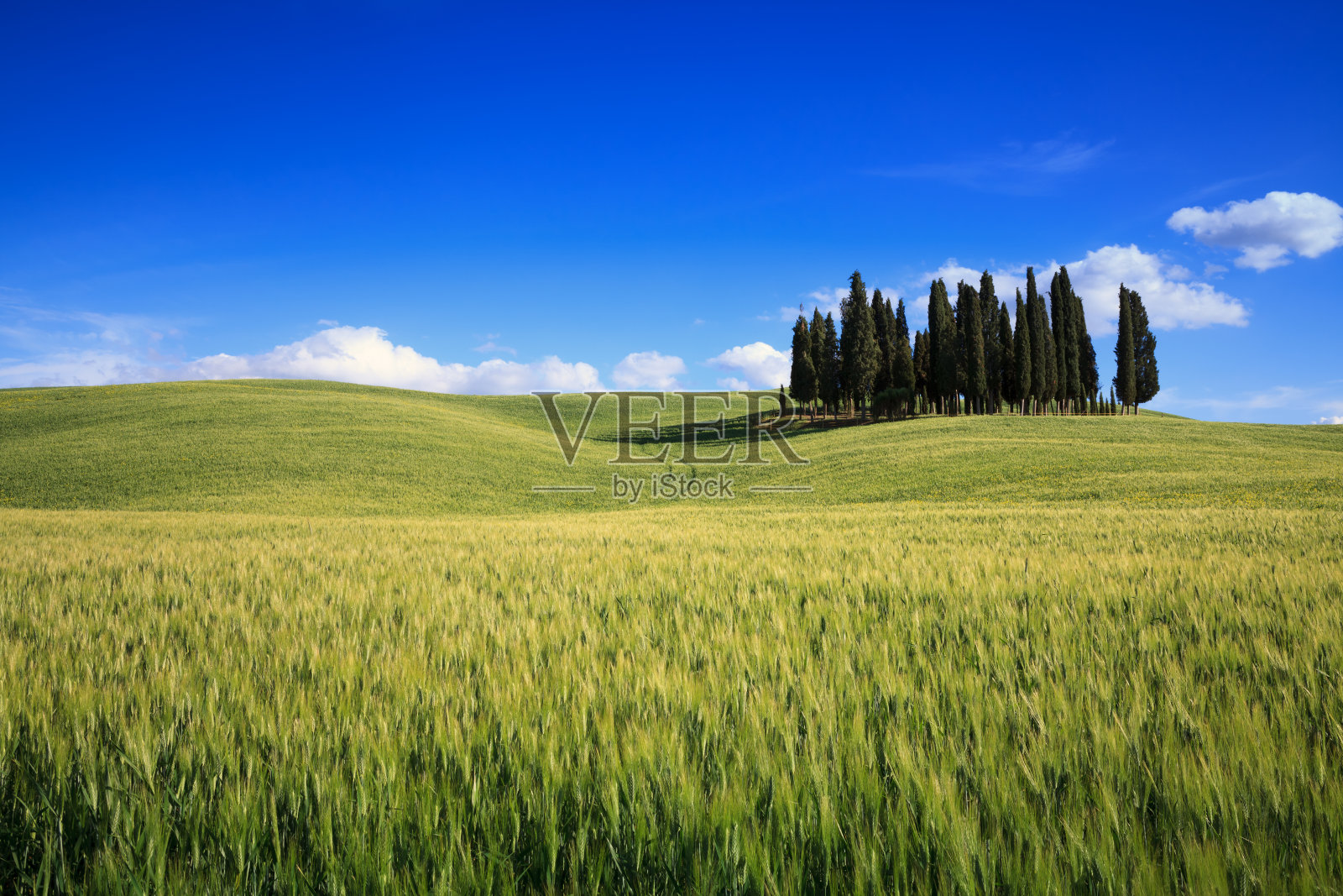 柏在托斯卡纳照片摄影图片