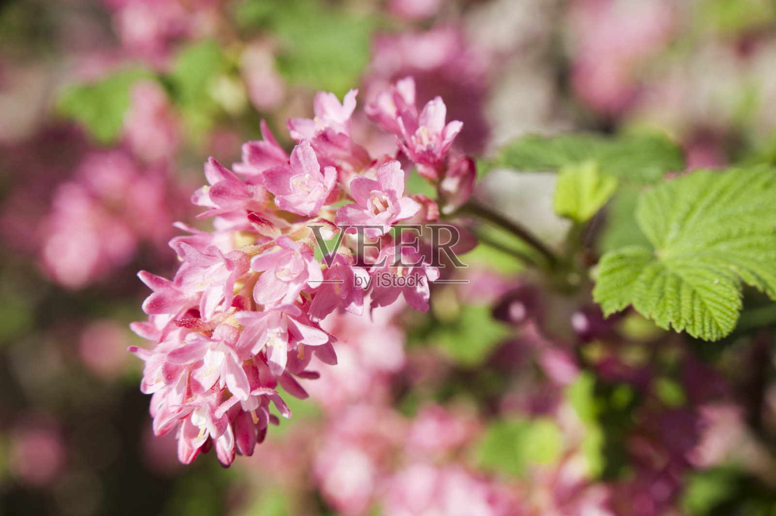 红加仑照片摄影图片