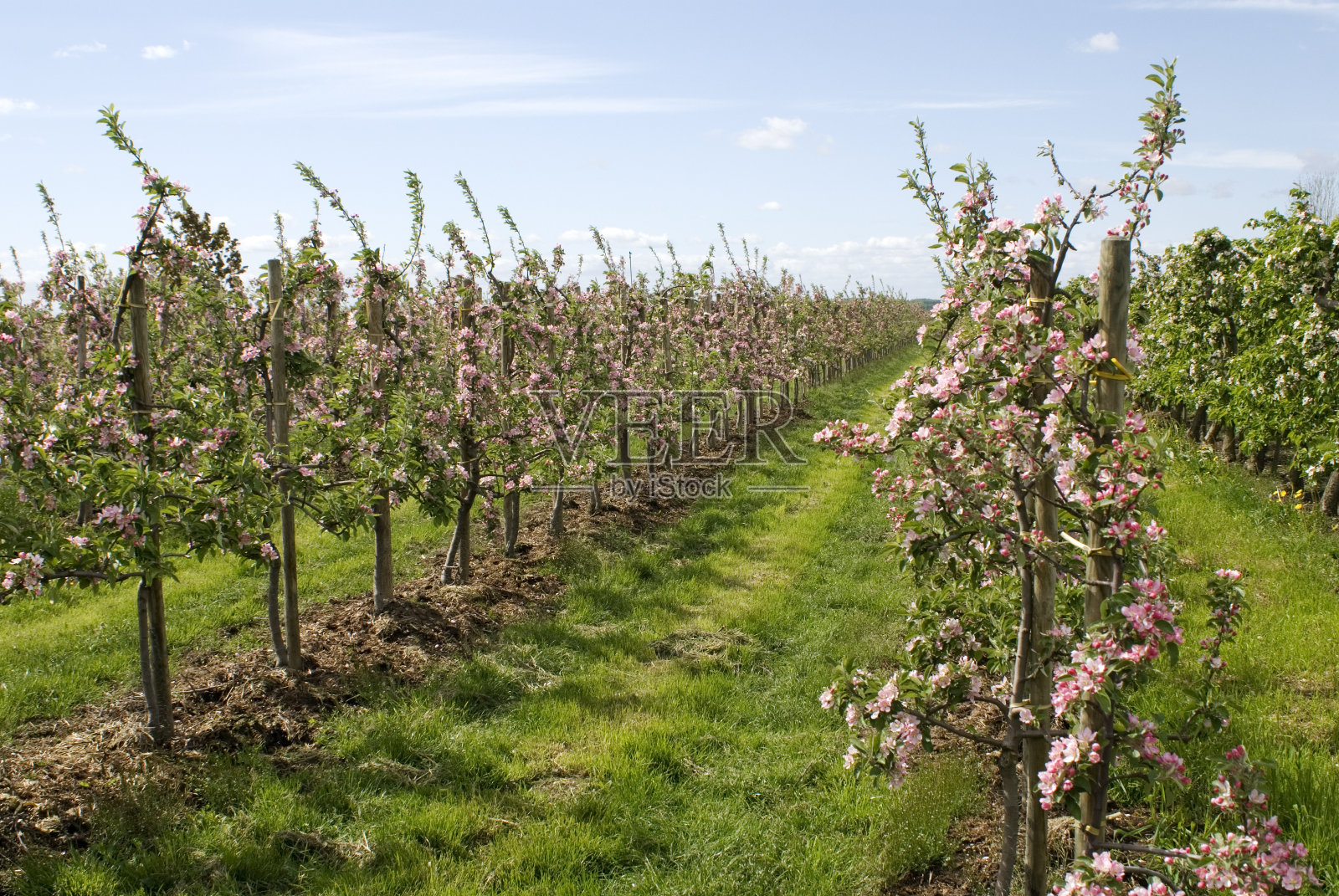 约克郡开花的苹果树照片摄影图片