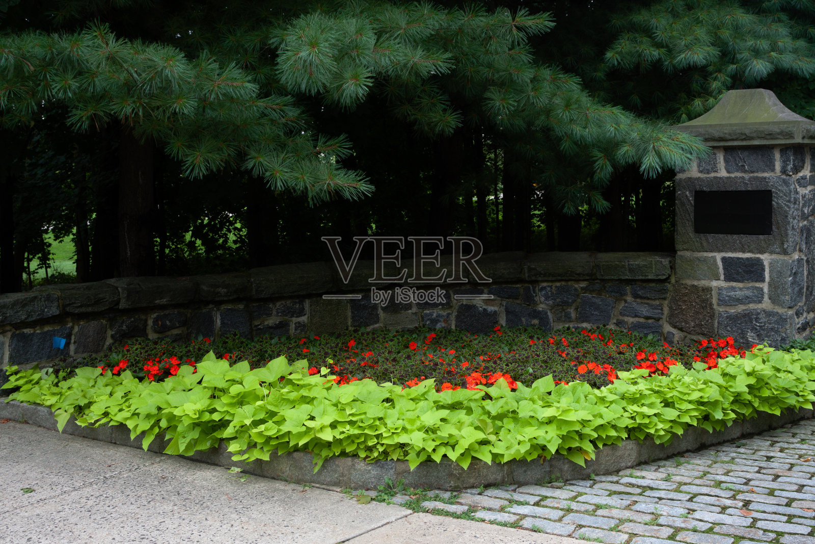 前面的花照片摄影图片