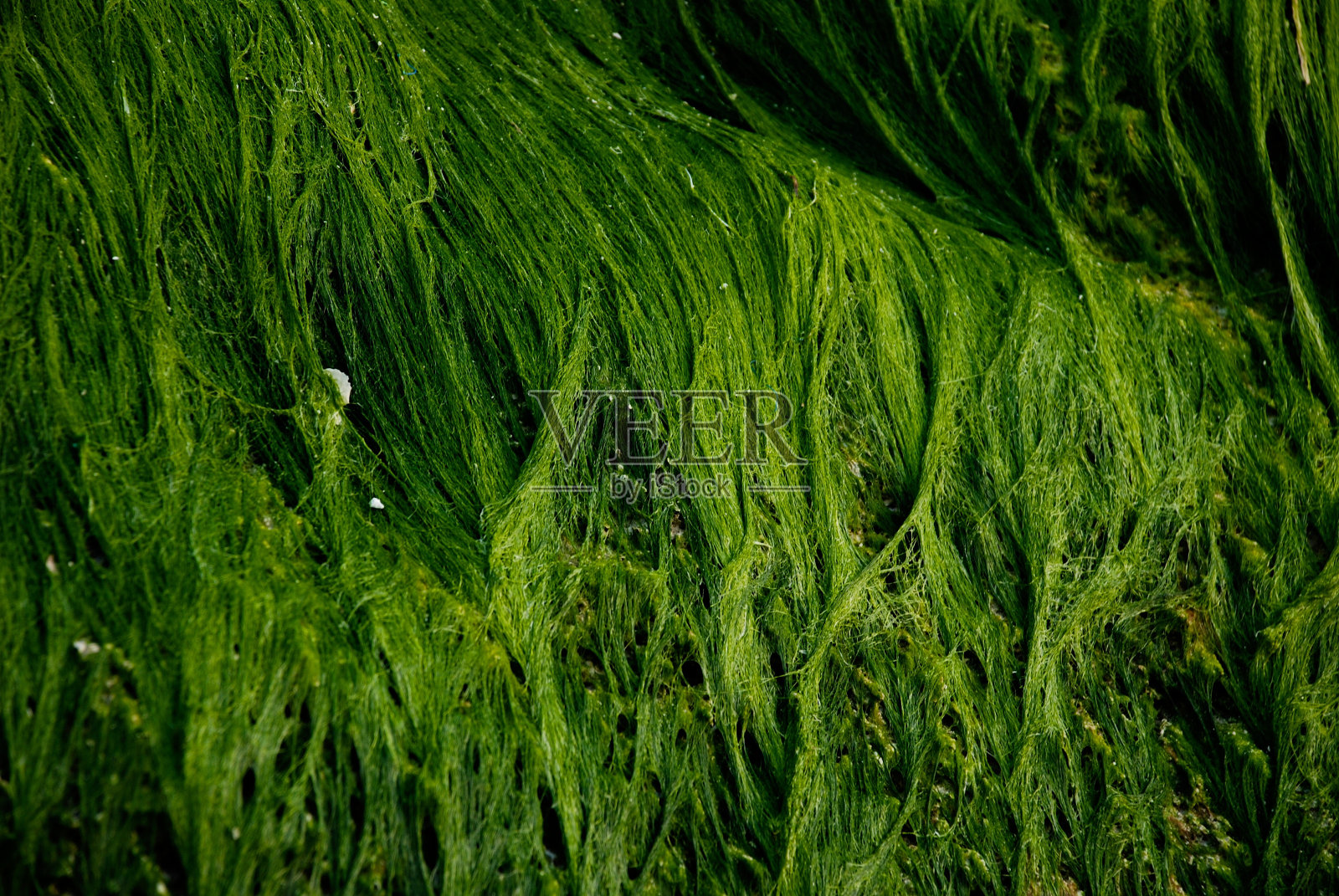 海藻照片摄影图片