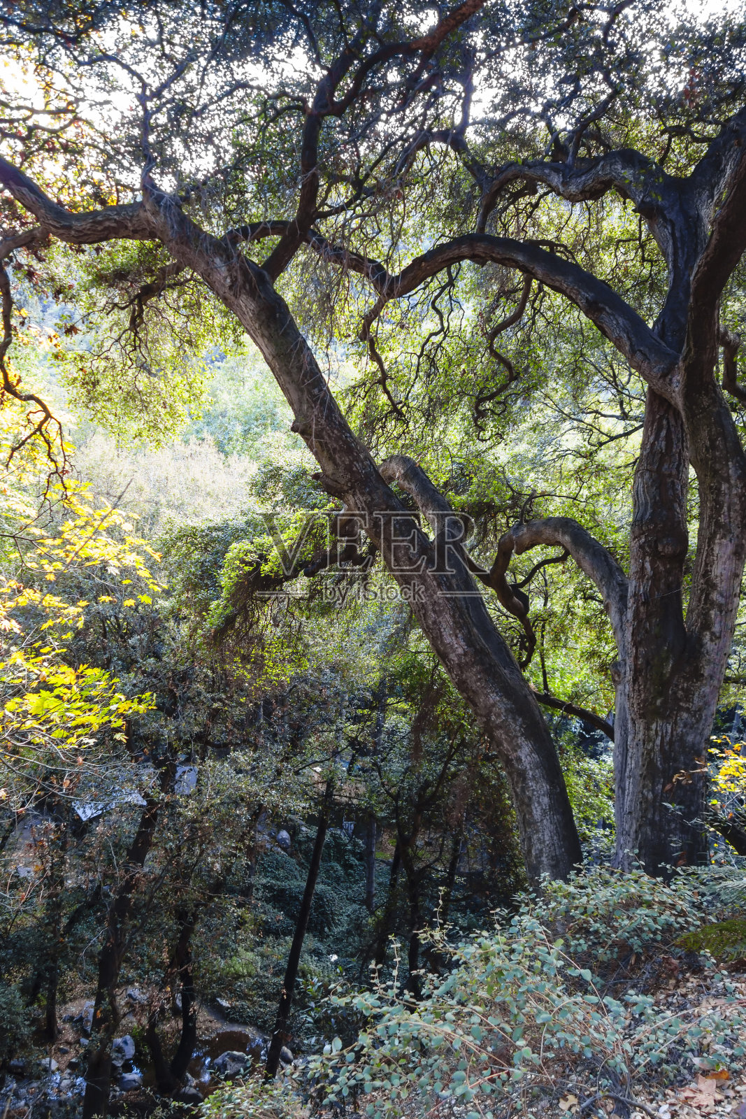 美丽的小路在天使国家森林照片摄影图片