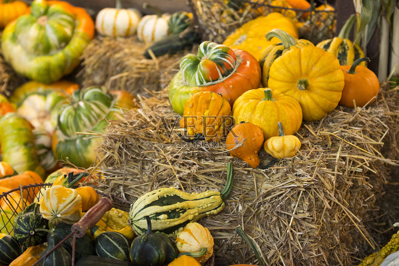 负载的南瓜照片摄影图片