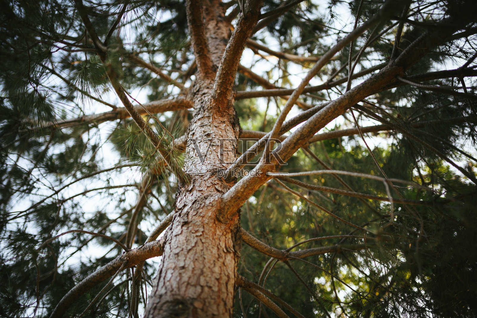 松树的身体照片摄影图片