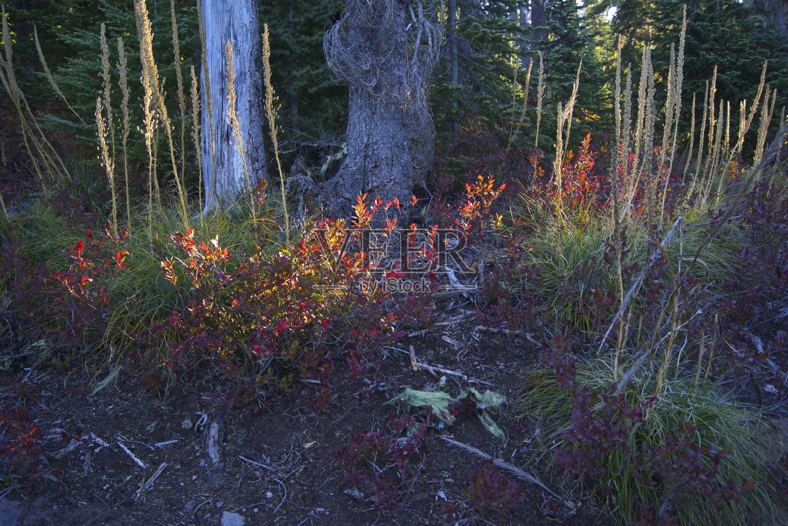 俄勒冈州高山Firebush照片摄影图片