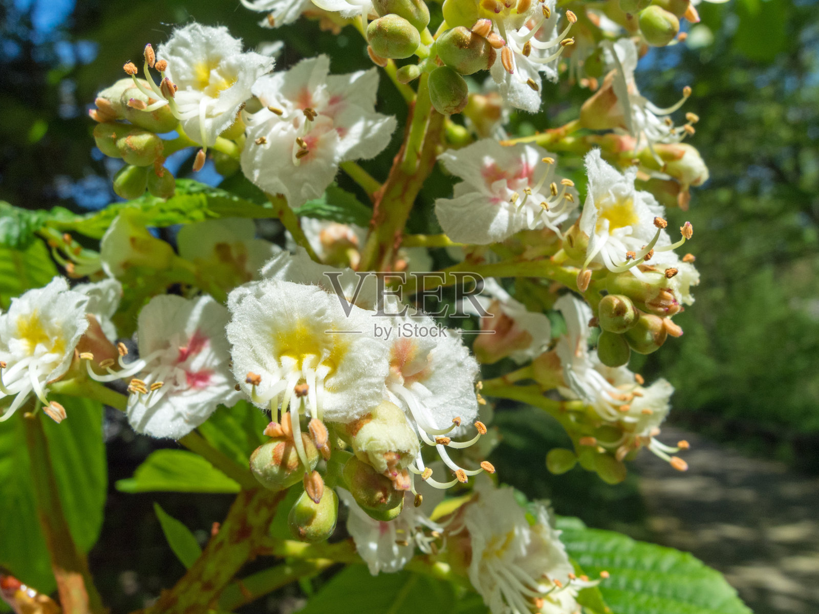 春天的栗树-细部的开花照片摄影图片